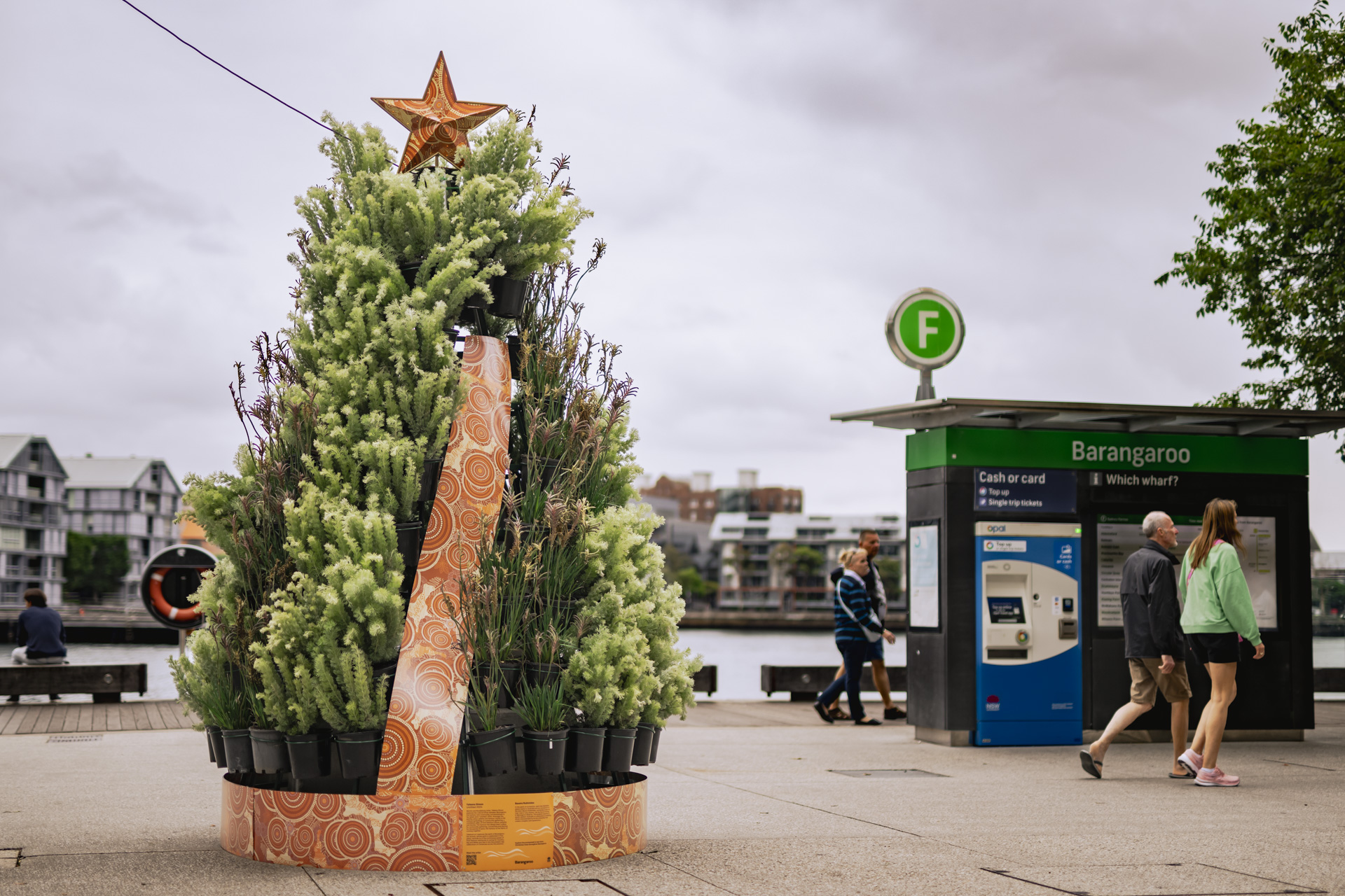 Barangaroo’s Native Living Christmas Trees