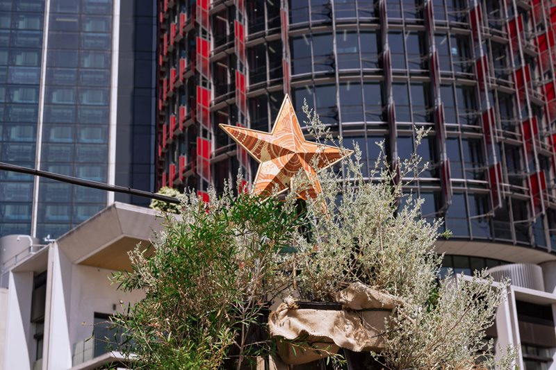 Native Living Christmas Trees